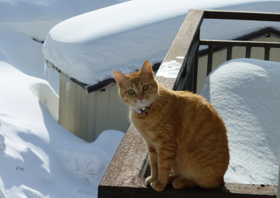 たてにゃん　写真